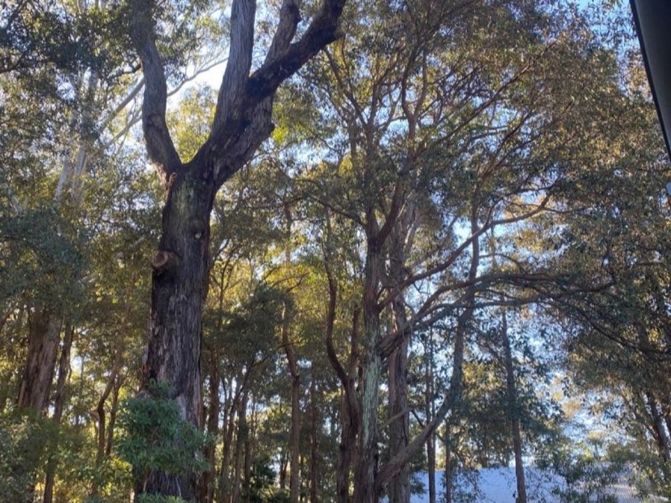 Mature trees in a Flintshire parkland setting due for routine re-inspection