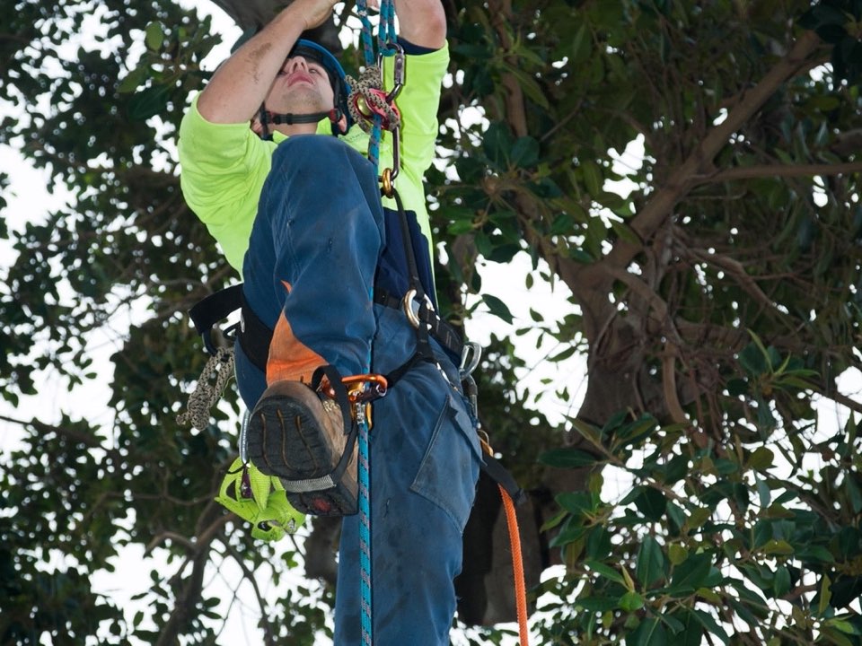 Qualified arborist working in a mature tree during an Enviro Trees UK survey in Flintshire